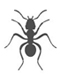 Ants