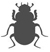 Coleoptera