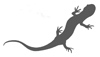 Reptiles & Amphibians