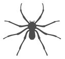 Spiders